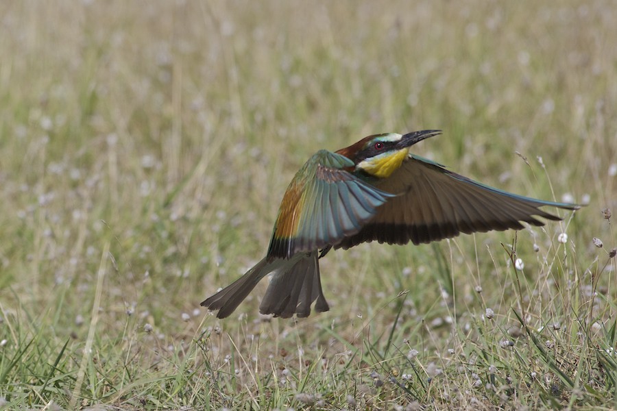 Bee Eater 23